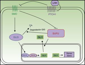 Esquema de la vía Hedgehog. LHH: ligandos Hedgehog; PTCH1: Patched 1; SMO: Smoothened; SUFU: suppressor of fused.