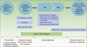 Patogénesis de la LLCTA. Infección de células T reguladoras por contacto célula a célula. La carcinogénesis es un proceso bifásico. Primero, la proteína reguladora Tax está implicada en la transformación maligna inicial, pero solo está presente en el 40% de las células LLCTA. De ahí que el factor HBZ juegue un papel primordial en la proliferación, mantenimiento y evasión inmunológica. HBZ: factor de cremallera de leucina de carácter básico del HTLV-1; HTLV-1: infección del virus humano T linfotrófico tipo1; LLCTA: leucemia/linfoma de células T del adulto; TAX: producto del gen Tax.