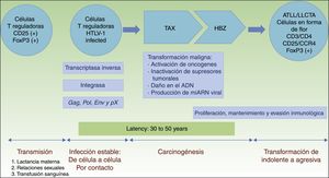 Patogénesis de la LLCTA. Infección de células T reguladoras por contacto célula a célula. La carcinogénesis es un proceso bifásico. Primero, la proteína reguladora Tax está implicada en la transformación maligna inicial, pero solo está presente en el 40% de las células LLCTA. De ahí que el factor HBZ juegue un papel primordial en la proliferación, mantenimiento y evasión inmunológica. HBZ: factor de cremallera de leucina de carácter básico del HTLV-1; HTLV-1: infección del virus humano T linfotrófico tipo1; LLCTA: leucemia/linfoma de células T del adulto; TAX: producto del gen Tax.
