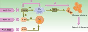 Mecanismos patogénicos propuestos para las reacciones paradójicas. En condiciones normales, el TNF-α inhibe la actividad de las CDp, productoras de IFN-α. El empleo de fármacos anti-TNF-α provoca un exceso de IFN-α que, a su vez, promueve la expresión de CXCR3 en los linfocitos T, permitiendo su migración al tejido inflamado. El uso de otros biológicos con mecanismos de acción distintos como ustekinumab (anti-IL-12/23) y secukinumab e ixekizumab (anti-IL-17A) produce indirectamente una disminución en las concentraciones de TNF-α, entre otros cambios, con las consecuencias anteriormente descritas. CDp: células dendríticas plasmocitoides; CXCR3: receptor de quimiocinas CXC3; IFN: interferón; IL: interleucina; linfocito Th: linfocito T colaborador; TNF: factor de necrosis tumoral.