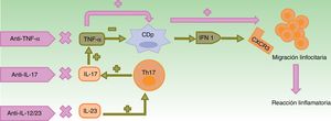 Mecanismos patogénicos propuestos para las reacciones paradójicas. En condiciones normales, el TNF-α inhibe la actividad de las CDp, productoras de IFN-α. El empleo de fármacos anti-TNF-α provoca un exceso de IFN-α que, a su vez, promueve la expresión de CXCR3 en los linfocitos T, permitiendo su migración al tejido inflamado. El uso de otros biológicos con mecanismos de acción distintos como ustekinumab (anti-IL-12/23) y secukinumab e ixekizumab (anti-IL-17A) produce indirectamente una disminución en las concentraciones de TNF-α, entre otros cambios, con las consecuencias anteriormente descritas. CDp: células dendríticas plasmocitoides; CXCR3: receptor de quimiocinas CXC3; IFN: interferón; IL: interleucina; linfocito Th: linfocito T colaborador; TNF: factor de necrosis tumoral.
