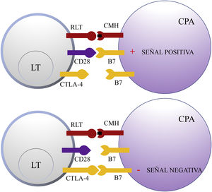 Esquema de la activación del linfocito T tras la interacción entre el receptor del linfocito T y el complejo mayor de histocompatibilidad y entre las moléculas coestimuladoras B7 y CD28 (superior). Inhibición de la respuesta tras la unión del antígeno citotóxico de los linfocitos T a B7 (inferior). CD28: cluster of differentiation 28; CMH: complejo mayor de histocompatibilidad; CPA: célula presentadora de antígeno; CTLA-4: antígeno citotóxico de los linfocitos T; LT: linfocito T; RLT: receptor del linfocito T.