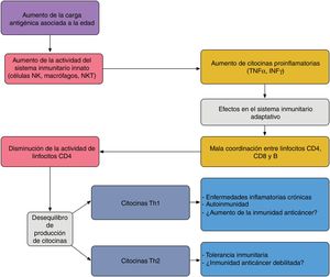 Interacción propuesta entre el sistema inmunitario innato y adaptativo en el paciente anciano: el aumento de carga antigénica asociado a la edad produce una sobreestimulación del sistema innato aumentando las citocinas proinflamatorias, que afecta al sistema inmunitario adquirido, dando lugar a una pobre coordinación entre linfocitos CD4, CD8 y B, y un desequilibrio entre la producción de citocinas Th1 y Th2. La actividad de los linfocitos T citotóxicos bajo condiciones Th1 favorecen la autoinmunidad y las enfermedades inflamatorias crónicas; bajo Th2, la tolerancia inmunitaria.Adaptado de Hegde et al.33.