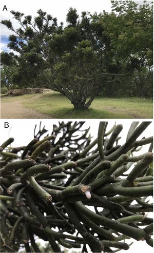A) Ejemplar de guarumbo en el asentamiento zapoteco de Monte Albán en Oaxaca, México. B) Exudado lechoso similar al de la higuera y con propiedades curativas sobre las verrugas.