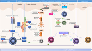 Fármacos biológicos y dianas específicas en la patogenia de la dermatitis atópica. IgE: inmunoglobulina E; IL: interleucina; OSMRβ: receptor β oncostatina M; Th: (linfocito) T helper; TSLP: thymic stromal lymphopoietin.