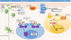 Fármacos moléculas pequeñas y dianas específicas en la patogenia de la dermatitis atópica. AC: adenylyl cyclase; AMPc: adenosín-monofosfato cíclico; ATP: adenosín trifosfato; CREB: cAMP response element-binging protein; DGLA: ácido dihomo-γ-linolénico; H4R: receptor de la histamina 4; IL: interleucina; JAK: Janus kinase; κOR: receptor κ-opioide; NF-κB: nuclear factor kappa-light-chain-enhancer of activated B cells; NFAT: nuclear factor of activated T-cells; NK-1R: receptor de la neuroquinina 1; PDE4: fosfodiesterasa 4; PGD1: prostaglandina D1; PGD2: prostaglandina D2; PGE1: prostaglandina E1; PKA: protein kinase A; STAT: signal transducer and activator of transcription; Th: (linfocito) T helper; TSLP: thymic stromal lymphopoietin; TYK: tyrosine-kinase.