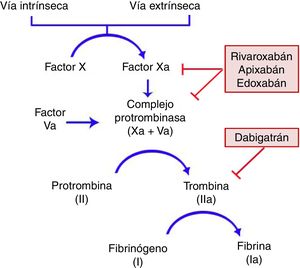 Mecanismo de acción de los anticoagulantes orales directos en la cascada de coagulación. Rivaroxabán, apixabán y edoxabán actúan inhibiendo al factor Xa; dabigatrán es un inhibidor directo de la trombina.