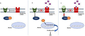Activación y desactivación de la vía de señalización de Hedgehog (Hh). A: en ausencia de ligandos Hh, el receptor PTCH1 inhibe a SMO, permitiendo a la proteína SUFU unirse e inhibir a los factores de transcripción GLI. B: la unión de ligandos Hh a PTCH1 suprime la inhibición a SMO, como consecuencia se inhibe SUFU, disociándose el complejo y activándose los factores de transcripción GLI, que se translocan al núcleo y se induce la transcripción de genes asociados a la vía de señalización Hh implicados en el aumento de la supervivencia celular y mitosis. C: En presencia de ligandos Hh, que activan la vía Hh, los inhibidores bloquean la activación de SMO, permitiendo la supresión de los factores de transcripción GLI por SUFU y la transcripción de los genes asociados a la vía Hh. GLI: factor de transcripción GLI; Hh: ligando Hedgehog; I: inhibidores de SMO como sonidegib y vismodegib; PTCH1: receptor transmembrana Patched 1; SMO: proteína Smoothened; SUFU: proteína mediadora suppressor of fused homolog.
