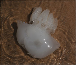 Figura 2