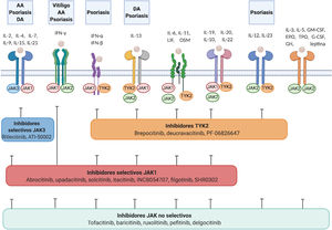 Receptores de citoquinas y selectividad de los inhibidores de JAK en dermatología. Los diferentes receptores de citocinas se asocian a diferentes JAK, las cuales transducen intracelularmente las señales del ligando extracelular. Los JAKi tienen diferentes capacidades de bloquear la señalización de los receptores de citocinas: los inhibidores no selectivos inhiben muchas citocinas a la vez, mientras que los JAKi más selectivos inhiben una función biológica específica pero permiten la señalización de otras citocinas por otras vías dependientes de JAK. AA: alopecia areata; DA: dermatitis atópica; EPO: eritropoyetina; G-CSF: factor estimulante de colonias de granulocitos; GH: hormona de crecimiento; GM-CSF: factor estimulante de las colonias de granulocitos macrófagos; IFN-α: interferón-alfa; IFN-β: interferón-beta; IFN-γ: interferón-gamma; TPO: trombopoyetina. Figura creada con ayuda de Biorender.com.