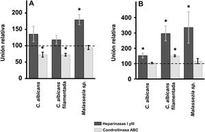 Efecto de la degradación enzimática de GAG celulares sobre la adhesión de las levaduras a células de la piel. Inhibición de la unión de las levaduras a queratinocitos (A) y fibroblastos (B) tras el tratamiento con heparinasas i y iii (barras oscuras) o condroitinasa ABC (barras claras). Los datos fueron normalizados usando los valores de adhesión de las levaduras a células no tratadas, las cuales les dimos el valor arbitrario de 100. Las barras representan las desviaciones estándar. * p<0,05.