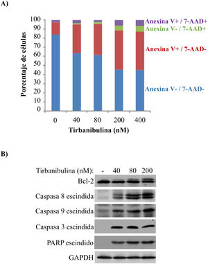 Inducción de la apoptosis en células de cáncer de próstata (PC3-LN4). A) Análisis mediante citometría de flujo de células PC3-LN4 teñidas con anexinaV y 7-AAD después de tratarlas con tirbanibulina en diferentes concentraciones durante 48h. B) Análisis inmunoblot de células PC3-LN4 lisadas después de 24h de tratamiento con tirbanibulina. 7-AAD: 7-aminoactinomicina; GADPH: gliceraldehido-3-fosfatasa deshidrogenasa; PARP: inhibidor de la polimerasa poli (ADP-ribosa). Fuente: estudio ATNXUS-KX01-001.