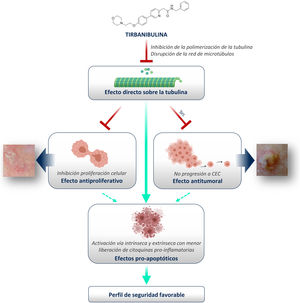 Mecanismo de acción de tirbanibulina en el tratamiento de la queratosis actínica. CEC: carcinoma escamoso cutáneo. Fuente: Imagen creada con BioRender.com.