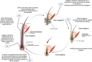 Alopecia y quimioterapia. Principales sitios donde la quimioterapia afecta el ciclo del cabello y genera alopecia (imagen creada con BioRender).