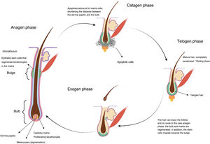 Normal cycle of hair growth (image created with Biorender).
