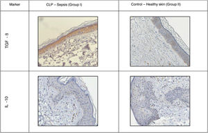 Immunohistochemistry images comparing skin in mice with sepsis versus healthy mice. Hematoxylin staining, original magnification ×400.