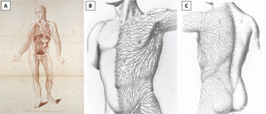 Sistema linfático del cuerpo humano por William Cruikshank (A) (citado de Cruikshank W.C., The anatomy of the absorbing vessels of the human body, London: G Nicol; 1786.) y dibujos de Sappey del drenaje linfático del tronco anterior (B) y posterior (C) (citado de Sappey M.P.C, Anatomie, physiologie, pathologie des vaisseaux lymphatiques consideres chez i’homme et les vertebres, Paris: A Delahaye et E Lacrosnier; 1874-1885.).