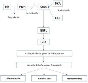 The Hedgehog signalling pathway.
