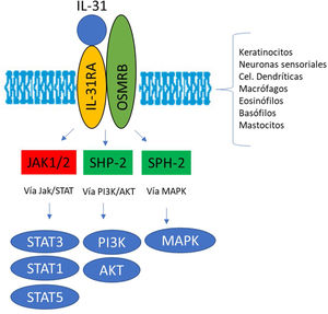 Transducción de la señal del IL-31 a través de su receptor IL-31R. IL-31 se une a la subunidad IL-31RA del receptor y activa la cascada intracelular.