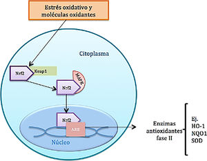 Función del factor de transcripción Nrf2.