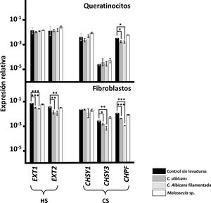 Transcripción diferencial de los genes implicados en la elongación de las cadenas de HS y CS en queratinocitos de epidermis y fibroblastos de la dermis tras la interacción con levaduras. Se representa la abundancia relativa de los transcritos de genes implicados en la polimerización de las cadenas de HS (EXT1 y EXT2) y de las cadenas de CS (CHSY1, CHSY3 y CHPF), en ausencia de levaduras (barras negras), en presencia de C.albicans (barras gris oscuro), en presencia de la forma filamentada de C.albicans (barras gris claro) y en presencia de Malassezia spp. (barras blancas). Los resultados se expresan en escala logarítmica, y se indican las desviaciones estándar. Las diferencias significativas están representadas con * para p<0,05, ** para p<0,01 y *** para p<0,001.
