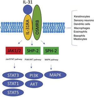 Transduction of the IL-31 signal via its receptor, IL-31R. IL-31 binds to subunit IL-31RA of the receptor and activates the intracellular cascade. IL indicates interleukin; OSMR, oncostatin M receptor; JAK, Janus kinase; SHP-2, SH2 domain containing protein tyrosine phosphatase; STAT, signal transducer and activator of transcription proteins; PI3K, phosphatidylinositol 3 kinase; MAPK, mitogen-activated protein kinase.