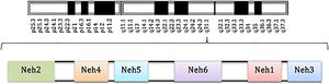 Localization of the gene that encodes Nrf2 (chromosome 2q31) and the structure of the transcription protein.