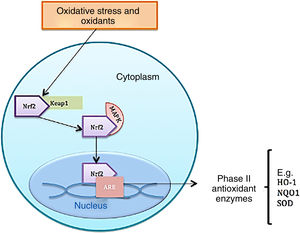 Function the transcription factor Nrf2.