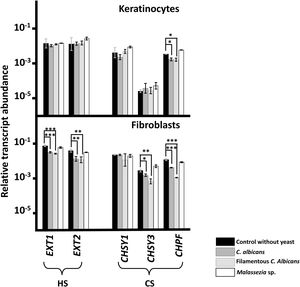 Differential transcription of genes involved in the elongation of heparan sulfate (HS) and chondroitin sulfate (CS) chains in epidermal keratinocytes and dermal fibroblasts after interaction with yeast. Graphs represent the relative abundance of transcripts of genes involved in the polymerization of HS (EXT1 and EXT2) and CS (CHSY1, CHSY3, and CHPF) chains in the absence of yeast (black bars), in the presence of C. albicans (dark gray bars), in the presence of the filamentous form of C. albicans (light gray bars), and in the presence of Malassezia species (white bars). Data are expressed on a logarithmic scale, and error bars represent the standard deviation. Significant differences are represented as follows: *P<0.05; **P<0.01; ***P<0.001.
