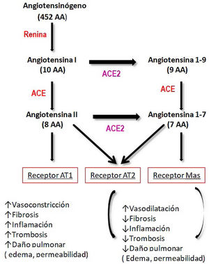 Vías de metabolización de angiotensina16. Modificado de: Verdecchia, et al. Eur J Intern Med. 2020.