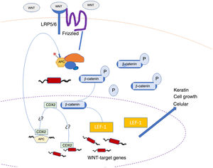 WNT, β-catenin, and LEF-1 staining in matrical tumors. Adapted from Tumminello and Hosler.8.