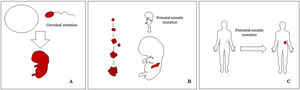 Scheme of prenatal and postnatal mutations and the development of vascular malformations and tumors. Prenatal mutations can be either germinal (A) or somatic (B). In the first case, all the cells of the individual will carry the mutation. In somatic prenatal mutations, in contrast, only the cells developed after the mutation will carry the genetic defect. That is why they are commonly distributed in a linear or segmental way, many times following Blaschko lines (B). Postnatal somatic mutations (C) mainly produce tumors, which do not usually show such linear distribution.