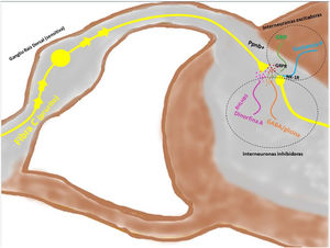 Las fibras C despolarizadas que transmiten la señal pruritoceptiva liberan ppnb cuando alcanzan la lámina I y II del asta posterior de la médula espinal, estimulando las interneuronas excitadoras que expresan GRP. Otra de las interneuronas excitadoras expresa el receptor NK-1 para la sustancia P. Existen interneuronas inhibidoras, BhblB5 son una de ellas, importantes dado que liberan dinorfina A, y también GABA, y glicina, impidiendo la señalización central del prurito. La pérdida de esa función inhibitoria es una de las causas de la sensibilización central del prurito. BHLHB5: B helix-loop-helix protein; GRP: péptido liberador de gastrina; GRPR: receptor de GRP; NK-1R: receptor neurokinina 1; ppnb: polipéptido natriurético b.