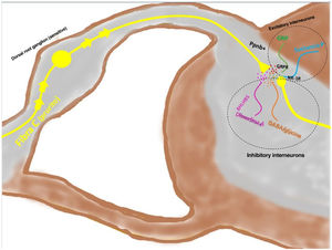 The depolarized C fibers that transmit the pruriceptive signal release nppb when they reach lamina I and II of the posterior horn of the spinal cord, stimulating the excitatory interneurons that express GRP. Another of the excitatory interneurons expresses the NK-1 receptor for substance P. There are inhibitory interneurons, BhbIB5 is one of these. These are important in that they release dynorphin A, and also GABA and glycine, thereby impeding central signaling of pruritus. Loss of this inhibitory function is one of the causes of central sensitization in pruritus. Abbreviations: BHLHB5, B helix-loop-helix protein; GRP, gastrin-releasing peptide; GRPR, GRP receptor; NK-1R, neurokinin receptor 1; nppb, natriuretic polypeptide b.