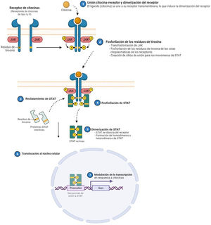 Se han identificado 4 subunidades de JAK en las células humanas: JAK1, JAK2, JAK3 y TYK2. Estas forman entre sí heterodímeros y heterotrímeros; JAK2, además puede formar homodímeros. Existen 7 tipos de STAT (STAT1-6, incluyendo los homólogos STAT5a y STAT5b). Se han identificado más de 50 citoquinas y factores de crecimiento en esta vía de señalización, incluyendo interferones, citoquinas, hormonas y factores estimuladores de colonias. Los eventos posteriores mediados por JAK/STAT incluyen la hematopoyesis, la reparación tisular, la función inmune, la inflamación, la apoptosis y la adipogénesis. Las JAKs están asociadas mediante enlaces no covalentes a los receptores de citoquinas y median la fosforilación de dichos receptores y el reclutamiento de una o más proteínas STAT. Las STAT en su forma fosforilada posteriormente se dimerizan, tanto en forma de homo como heterodímeros, y se translocan al núcleo, donde se unen a secuencias específicas del promotor y regulan la expresión de genes diana, de acuerdo a la acción de las distintas citoquinas. JAK: Janus Kinase; STAT: Signal Transducer and Activator of Transcription; TYK: Tirosin-kinasa 2.Fuente: Figura adaptada de «Cytokine Signaling through the JAK-STAT Pathway», por BioRender.com (2023). Obtenido de https://app.biorender.com/biorender-templates/figures/all/t-5fac3e99614e0c00aac4a356-cytokine-signaling-through-the-jak-stat-pathway