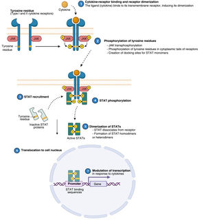 Four JAKs have been identified in human cells: JAK1, JAK2, JAK3, and TYK2. These form heterodimers and heterotrimers amongst themselves; JAK2 in addition can form homodimers. There are 7 types of STATs (STATs 1–6, including the homologs STAT5a and STAT5b). More than 50 cytokines and growth factors have been identified in this signaling pathway, including interferons, cytokines, hormones, and colony-stimulating factors. Downstream JAK/STAT-mediated events include hematopoiesis, tissue repair, immune function, inflammation, apoptosis, and adipogenesis. JAKs noncovalently associate with cytokine receptors and mediate cytokine receptor phosphorylation and the recruitment of 1 or more STAT proteins. STATs in their phosphorylated form subsequently dimerize, forming homodimers or heterodimers, and are translocated to the nucleus, where they bind to specific sequences of the promoter and regulate the expression of various target genes according to the action of each cytokine. JAK indicates Janus kinase; STAT, signal transducer and activator of transcription; TYK, tyrosine kinase 2. Source: Figure adapted from the figure “Cytokine Signaling through the JAK-STAT Pathway” produced at BioRender.com (2023). Obtained from https://app.biorender.com/biorender-templates/figures/all/t-5fac3e99614e0c00aac4a356-cytokine-signaling-through-the-jak-stat-pathway.