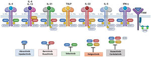 Main cytokine receptors and the JAK/STAT signaling pathway. For the cytokines involved in atopic dermatitis to act on cells, they must bind to their transmembrane receptor, which requires the action of cytoplasmic JAK enzymes. JAK/STAT signaling is thus key in the pathogenesis of this disease. JAK inhibition enables simultaneous inhibition of multiple cytokines. Some JAK inhibitors are more selective (inhibiting certain JAKs), while others can inhibit all isoforms. IFN indicates interferon; IL, interleukin; ITAM, immunoreceptor tyrosine-based activation motif; JAK, Janus kinase; STAT, signal transducer and activator of transcription; SYK, spleen tyrosine kinase; TSLP, thymic stromal lymphopoietin; TYK, tyrosine kinase 2. Source: Figure created at BioRender.com.
