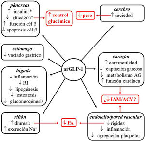 Efecto pleiotrópico de arGLP-1. Se enumeran los efectos de los arGLP-1 sobre diferentes órganos y, en rojo, sus consecuencias. *Biosíntesis y secreción dependiente de glucosa. †Secreción dependiente de glucosa. ACV: accidente cerebrovascular isquémico; AG: ácidos grasos; arGLP-1: agonistas del receptor de GLP-1; IAM: infarto agudo de miocardio; PA: presión arterial; RI: resistencia a la insulina.