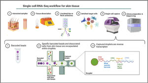 Single-cell RNA-Seq workflow for skin tissue. Skin samples are dissociated to obtain isolated cells, followed by an optional step of cell enrichment by FACS. A schematic representation of the droplet-based microfluidic system is depicted.