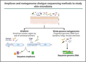 Amplicon and metagenome shotgun sequencing methods to study skin microbiota. Amplicon-based strategy relies on conserved and variable fragments of bacterial 16S rRNA gene, and fungi ITS1 region. With whole metagenome sequencing all genomic DNA present in a sample is fragmented and sequenced.