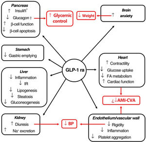 Pleiotropic effect of GLP-1 receptor agonists. The effects of GLP-1 receptor agonists on different organs and, in red, their consequences. *Glucose-dependent biosynthesis and secretion. †Glucose-dependent secretion. Abbreviations: AMI: acute myocardial infarction; BP: blood pressure; CVA: cerebrovascular accident; FA fatty acids; GLP-1 ra glucagon-like protein-1 receptor agonist; IR: insulin resistance.