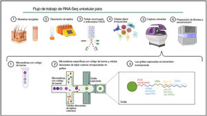 Flujo de trabajo de RNA-Seq unicelular para tejido cutáneo. Las muestras de piel se disocian para obtener células aisladas, seguidas de un paso opcional de enriquecimiento celular por FACS. Se muestra una representación esquemática del sistema microfluídico basado en gotas.