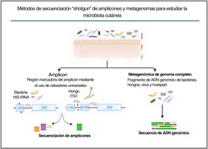 Métodos de secuenciación en escopeta de amplicones y metagenomas para estudiar la microbiota cutánea. La estrategia basada en amplicones se basa en fragmentos conservados y variables del gen 16S rRNA de bacterias y de la región ITS1 de hongos. Con la secuenciación del metagenoma completo se fragmenta y secuencia todo el ADN genómico presente en una muestra.