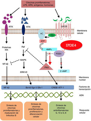 Mecanismo de acción de roflumilast. Los inhibidores de la fosfodiesterasa inducen una acumulación del AMPc intracelular al interferir con su degradación. El aumento de la concentración intracelular de AMPc da lugar a una inhibición de la quimiotaxis, a una menor infiltración inflamatoria, una disminución de la liberación de mediadores inflamatorios y citotóxicos, reduciendo así la inflamación. AC: adenilato ciclasa; 5’-AMP: 5’-adenylic acid; ATF: activating transcription factor 1; ATP: adenosín trifosfato; Bcl-6: B-cell lymphoma protein 6; c-AMP: cyclic adenosine monophosphate; CREB: cAMP responsive element; Egr-1: early growth response protein 1; Elk-1: E-26-like protein 1; ERK: extracellular signal-regulated kinase; GPCR: G protein-coupled receptors; IKK: inhibitor of nuclear factor kappa-B kinase subunit beta; MAPK: mitogen-activated protein kinases; NFKB: nuclear factor KB; PDE4: phosphodiesterase type 4; PG: G protein; PKA: protein kinase A; Raf: rapidly accelerated fibrosarcoma protein kinases; RTK: receptor tyrosine kinases; IPDE-4: inhibitor of phosphodiesterase type 4.