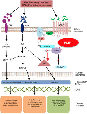 Mechanism of action of roflumilast. Phosphodiesterase inhibitors lead to an accumulation of intracellular cAMP by interfering with its degradation. The increased intracellular concentration of cAMP results in the inhibition of chemotaxis, reduced inflammatory cell infiltration, and decreased release of inflammatory and cytotoxic mediators, thereby reducing inflammation. 5’-AMP, 5’-adenylic acid; AC, adenylate cyclase; ATF, activating transcription factor 1; ATP, adenosine triphosphate; Bcl-6, B-cell lymphoma protein 6; c-AMP, cyclic adenosine monophosphate; CREB, cAMP responsive element; Egr-1, early growth response protein 1; Elk-1, E-26-like protein 1; ERK, extracellular signal-regulated kinase; GP, G protein; GPCR, G protein-coupled receptors; IKKbeta, inhibitor of nuclear factor kappa-B kinase subunit beta; IPDE-4, inhibitor of phosphodiesterase type 4; MAPK, mitogen-activated protein kinases; NFKB, nuclear factor KB; PDE4, phosphodiesterase type 4; PDE4i, phosphodiesterase type 4 inhibitor; PKA, protein kinase A; Raf, rapidly accelerated fibrosarcoma protein kinases; RTK, receptor tyrosine kinases.34