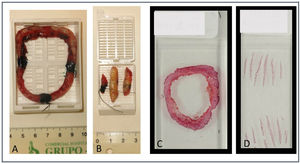 A) Spaghetti fully included in macroblock; B) comparison with conventional. C) Histological section of spaghetti on a macrocarrier; D) Comparison with conventional.