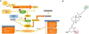 Metabolismo de la vitaminaD (panel A) y estructura de la vitaminaD activada (calcitriol o 1,25-dihidroxicolecalciferol; C27H44O3) (panel B). Panel A. Metabolismo de la vitaminaD. La vitaminaD puede adquirirse a través de la dieta, o bien por la conversión cutánea a través de la UVB que transforma la provitaminaD3 (sintetizada a nivel cutáneo) a previtaminaD3. El primer paso hepático la transforma a calcidiol o 25-hidroxivitaminaD mediante la 25-hidroxilasa hepática. El segundo paso a nivel renal la convierte en el metabolito activo, 1,25-dihidroxicolecalciferol o calcitriol a través de la 1-hidroxilasa renal. Este mecanismo está regulado, entre otros, por los niveles séricos de calcio, fósforo y por la paratohormona. El calcitriol actúa a través de los receptores de vitaminaD (VDR) intracelulares, los cuales activan el proceso de transcripción y traslación del ARN mensajero con la síntesis de proteínas dependientes de vitaminaD, con su correspondiente actividad en función de la célula diana. La excreción de la vitaminaD a través de la bilis está mediada por la actividad de la 24-hidroxilasa renal, que convierte el calcitriol en ácido calcitroico.  Panel B. Estructura de la vitaminaD activada. Nótese que la vitaminaD, para activarse, debe someterse a dos hidroxilaciones: la primera (círculo verde) en el hígado formando 25-hidroxicolecalciferol o calcidiol y la segunda (círculo rojo) en el riñón formando 1,25-dihidroxicolecalciferol o calcitriol, que es la forma activa. Fuente: elaboración propia y tomando datos con permiso de Navarro-Triviño et al.5.