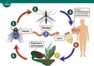 Ciclo vital de los dípteros responsables de la miasis forunculosa3. La mosca adulta deposita los huevos (1). En el caso de Dermatobia hominis, los adherirá a la superficie de un artrópodo vector (2) que actuará como vector al picar a un mamífero, depositando los huevos accidentalmente sobre él (3). Otras especies (7), incluyendo los géneros Cochliomyia, Cuterebra, y Wohlfahrtia, pueden depositar los huevos directamente sobre el huésped, o sobre superficies que entren en contacto directo con el hospedador (género Cordylobia) sin necesidad de vector. Los huevos eclosionan al contacto con el calor del huésped. La larva penetra la superficie cutánea, creando una cavidad en la cual se desarrolla durante las siguientes semanas alimentándose de los tejidos del hospedador (4). La larva madura abandona el huésped, formando una pupa en el exterior (5). Tras un mes eclosiona y sale un nuevo espécimen adulto (6).