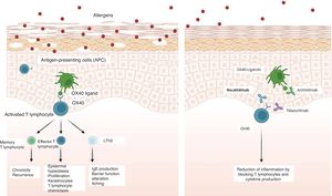 OX40 inhibition model and therapeutic targets. Note: This figure was created by the authors with BioRender (Science Suite Inc®, Toronto, Canada) and is permitted for publication in scientific journals. Source: Adapted from Croft et al.1.
