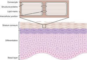 Structure of the epidermis. Stem cells in the stratum basale differentiate to form the stratum corneum, composed of corneocytes packed with structural proteins, anchored by intercellular junctions, and embedded in an extracellular lipid matrix. Source: Modified from “Ichthyosis,” C. Gutiérrez-Cerrajero et al.9.